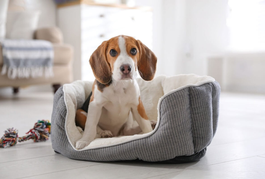 As quedas de cães e gatos são comuns, e os tutores precisam estar atentos aos sinais de desconforto (Imagem: New Africa | Shutterstock)