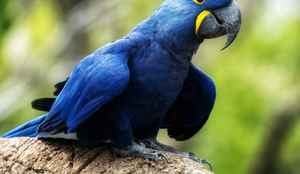 A arara-azul é originária principalmente do Pantanal, Cerrado e algumas regiões da Amazônia (Imagem: Purple_Graphics | Shutterstock)