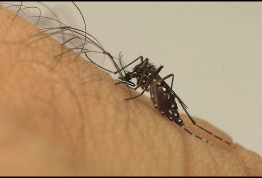 Aedes mosquito gov