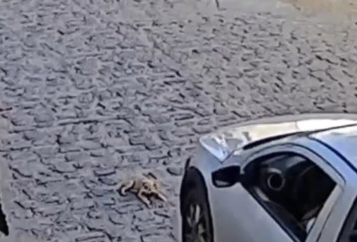 Homem atropela cachorro