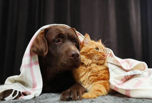 Os pets precisam de cuidados redobrados no inverno (Imagem: New Africa | Shutterstock)