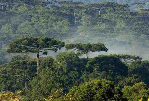 D fr0060 floresta com araucaria turvo pr zig koch brasil