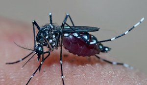 Mosquito aedes