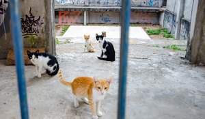 Mais de 700 gatos abandonados vivem na UFPB aponta instituição