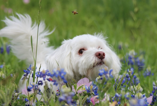 Os animais também podem sofrer consequências ao serem picados por uma abelha (Imagem: kembly0914 | Shutterstock)