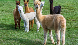Alpacas são animais de rebanho e não gostam de viver sozinhas (Imagem: Bob Pool | Shutterstock)