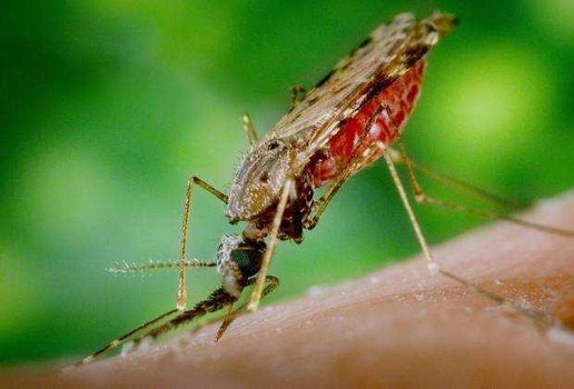 A transmissão da malária ocorre, geralmente, através da picada do mosquito transmissor