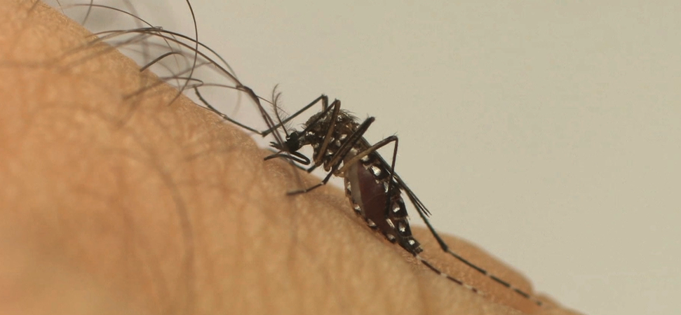 Dia Nacional de Mobilização para prevenção da proliferação do Aedes aegypti
