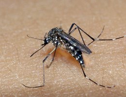 Aedes Aegypti é o mosquito causador da Dengue, Chikungunya e Zika