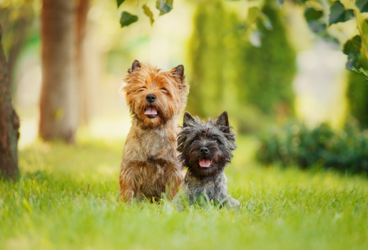 O cairn terrier é uma das raças mais antigas do grupo dos terriers (Imagem: Marina Plevako | Shutterstock)