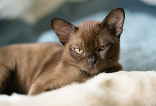 A inteligência é destaque entre algumas raças de gatos (Imagem: biggunsband | Shutterstock)