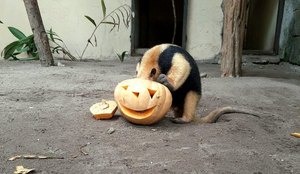 Animais estão recebendo dieta com tema do hallowen