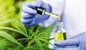 Projeto aprova a entrega gratuita da cannabis medicinal em João Pessoa