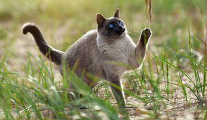 O thai é um gato de temperamento gentil, curioso e extremamente apegado aos seus tutores (Imagem: Irina Nedikova | Shutterstock)