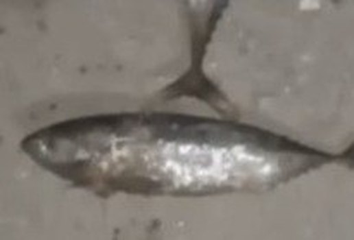 Peixe Pilar