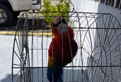 Arara vermelha roubada da bica