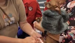Cãozinho teve as patas feridas no incidente