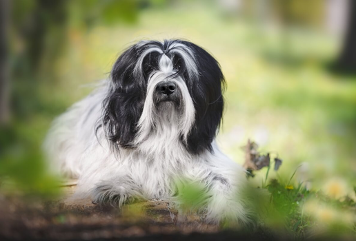 O terrier tibetano conquistou tutores em diversas partes do mundo, especialmente por seu comportamento afetuoso (Imagem: Slavica Stajic | Shutterstock)