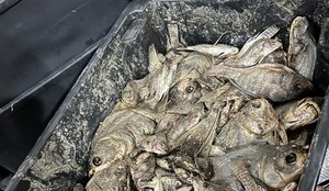 Seis toneladas de peixe estragado são encontradas durante operação em João Pessoa