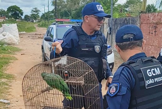 Missao cumprida o papagaio da Bica esta em seguranca Nesta segunda feira 7 a Guarda Civi 3