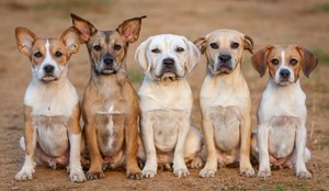 Pet Censo revela nomes de cães e gatos mais escolhidos de 2023