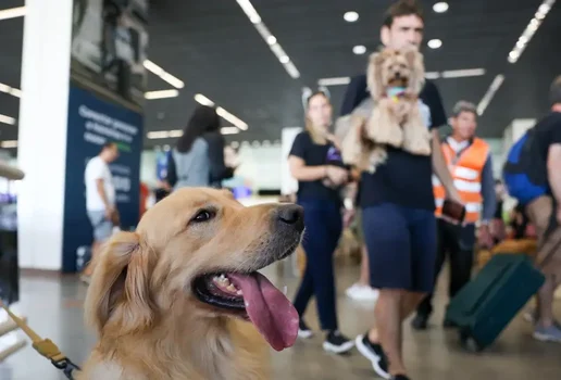 Cachorro aeroporto