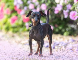 O pinscher é um cão leal, teimoso e enérgico (Imagem: Annabell Gsoedl | Shutterstock)