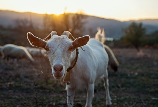 As cabras surpreendem com seu comportamento, inteligência e habilidades únicas (Imagem: KaanSezer | Shutterstock)