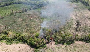 Plantacao destruida ficco