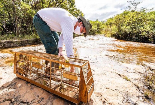 Ibama devolve a natureza 248 passaros vitimas do trafico