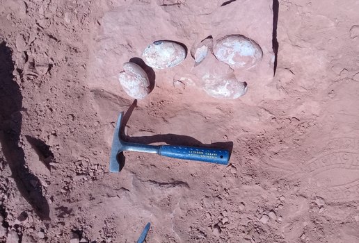 Ninhada de ovos de dinossauro é descoberta no interior de SP
