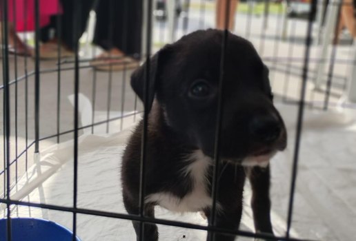 Evento adocao jp cachorro