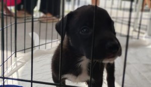 Evento adocao jp cachorro