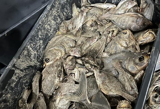 Seis toneladas de peixe estragado são encontradas durante operação em João Pessoa