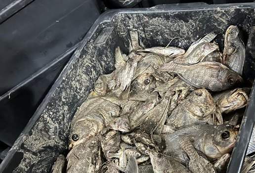 Seis toneladas de peixe estragado são encontradas durante operação em João Pessoa