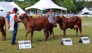 Torneio sindi expofeira