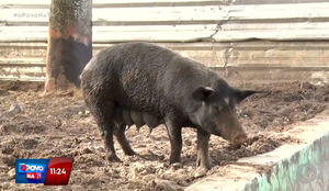 Família de porcos invade praça e preocupa moradores na PB