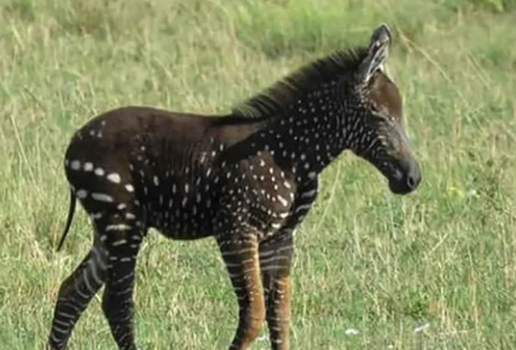 ZEBRA RARA COM BOLINHAS 19 09 2019