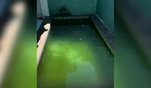 Tanque afogamento patos