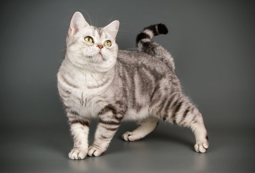 Algumas raças de gatos são ideais para quem vive em apartamentos ou valoriza a calma em casa (Imagem: Oleksandr VolchanskyiOleksandr Volchanskyi | Shutterstock)