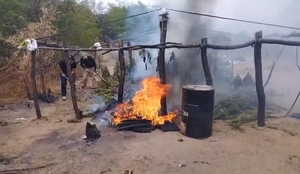 Pes de maconha incinerados