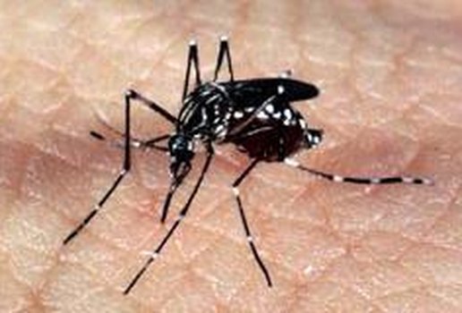 Dengue e chikungunya: Paraíba confirma 22 mortes e investiga 15