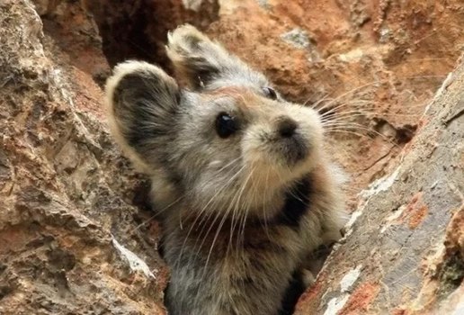 De apenas 20 cm, pika entra para lista de animais ameaçados de extinção