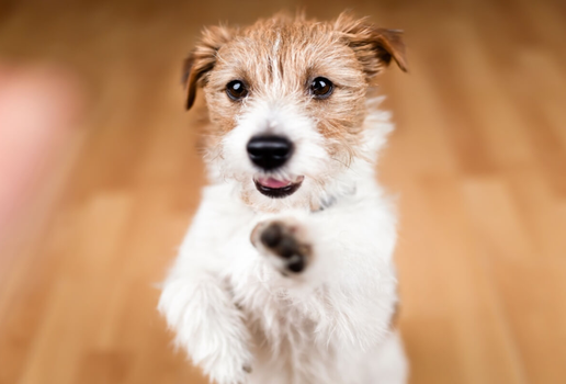 O cachorro “fiapo de manga” é reconhecido pelos pelos arrepiados que viraram marca registrada (Imagem: Reddogs | Shutterstock)