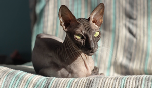 Gatos sem pelos exigem cuidados específicos para evitar problemas de pele (Imagem: Viachaslau Herostratos | Shutterstock)