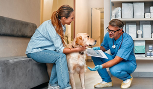 Escolher um bom veterinário é importante para a qualidade de vida do animal (Imagem: ORION PRODUCTION | Shutterstock)
