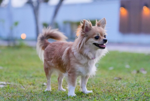 Apaixonados por história podem se inspirar em grandes personalidades na hora de escolher o nome do cachorro (Imagem: Ahtit Ngamjunyaporn | Shutterstock)