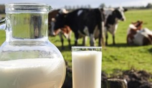 Custo de produção afeta preço final do leite