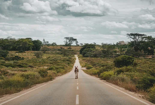 Animais na pista jumento no meio da rua burro na rodovia gerada com ideogram