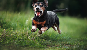 Animais idosos necessitam de cuidados especiais (Imagem: otsphoto | Shutterstock)